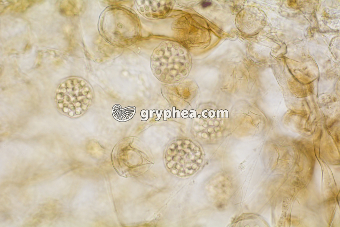 Fougère - anthéridies avec anthérozoïdes sur un prothalle x100 - gryphea.org